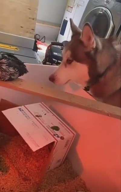 Maybe just a little nibble..