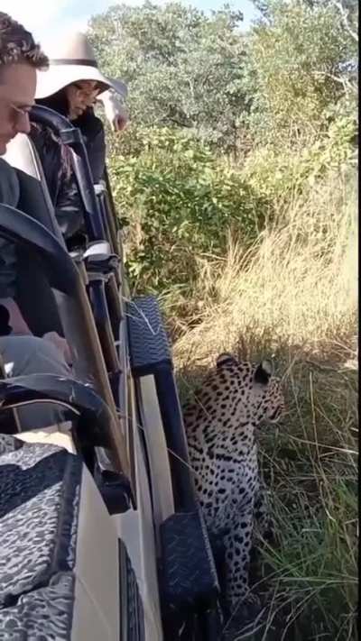 🔥 Leopard is chill with open top safari vehicle and humans. People frequently express fear of the big cats while using this mode of transport. This is what it's really like