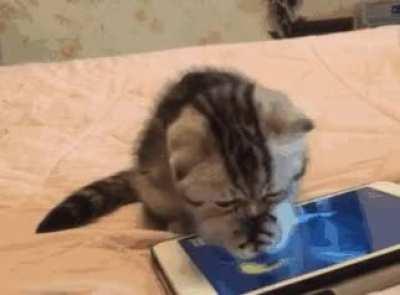 Must catch the fish!