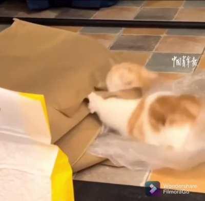 Cat vs paper bag