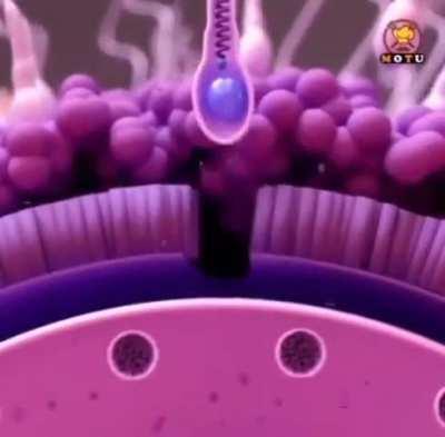 The fertilisation process