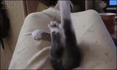 Cat Magician Disappears