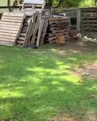 At least someone is having fun in quarantine