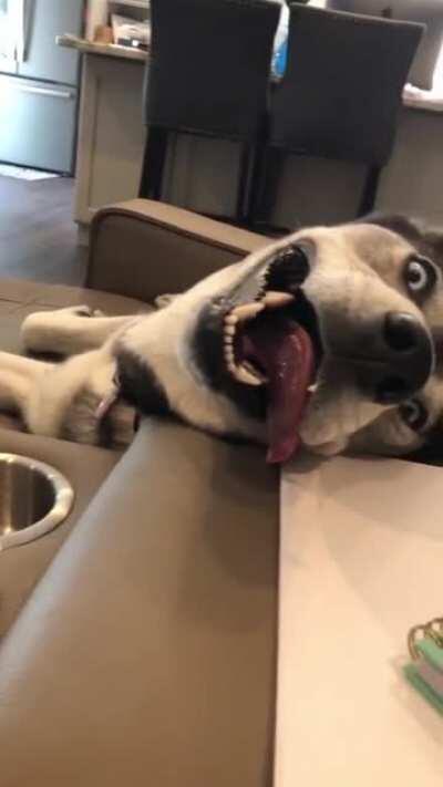 Doggo.exe has stopped working