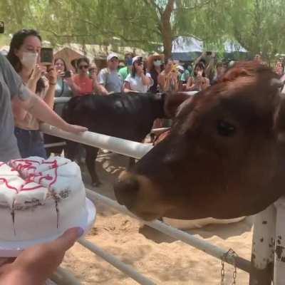 Lewis the birthday cow