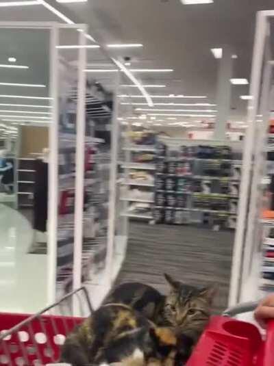 Life during the past year with cats