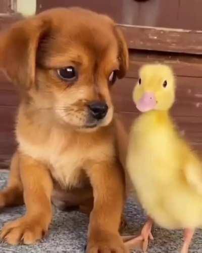 They both are so smol!