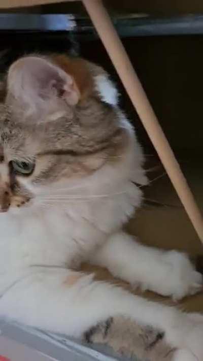 Not intended as a chew toy...