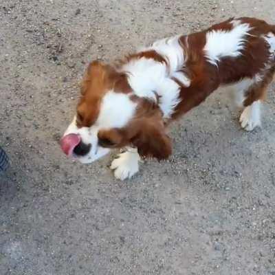 Zoomie cav from country Australia