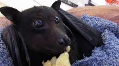 Beautiful skypuppy eating a narner