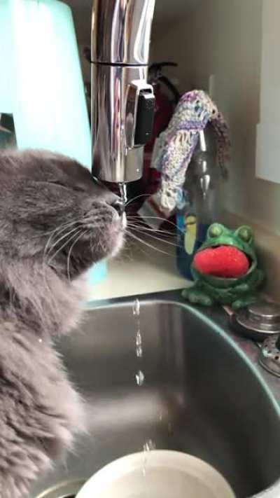 Ever watch a derp drink from the tap in slo-mo?