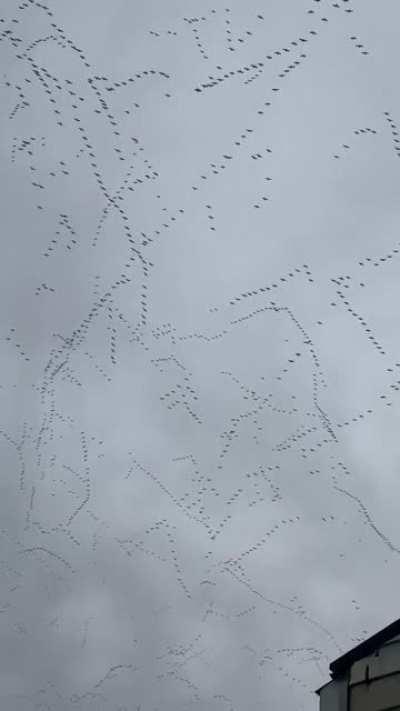 Migration, let me show you a migration. The most geese I have ever seen at once. Bonus: Doggo.