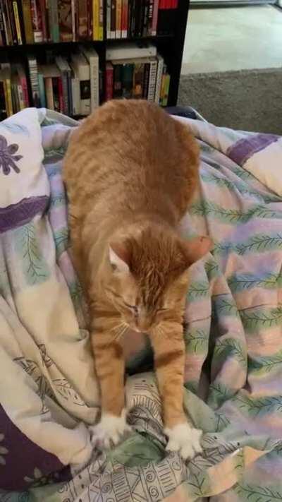 Juniper stretches her arms all the way out when she makes biscuits