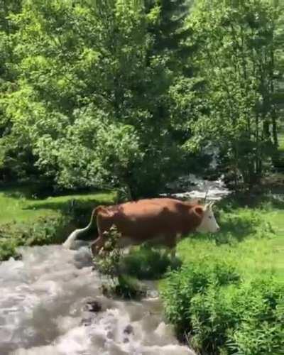 Happy cow enjoying nature