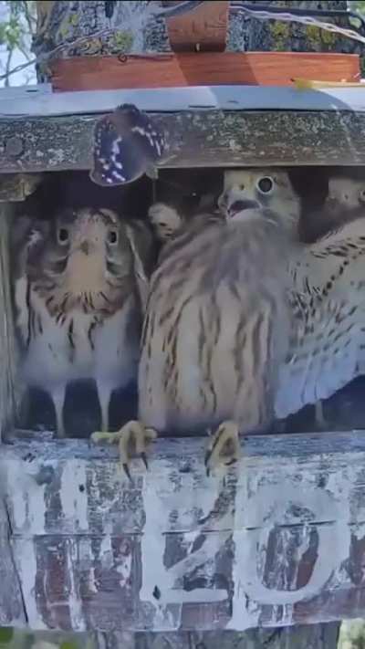 the birds are afraid, the early buge gets the bird