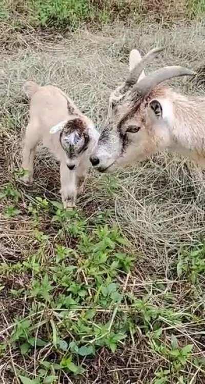 A mother and her kid talking to each other, seen at an apple picking farm. It was the highlight of my day!