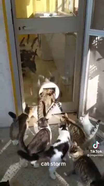 Котики бегут кушать