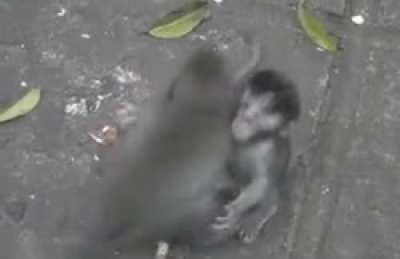 Monkey was itching his armpit but his bro thought he wanted a hug.