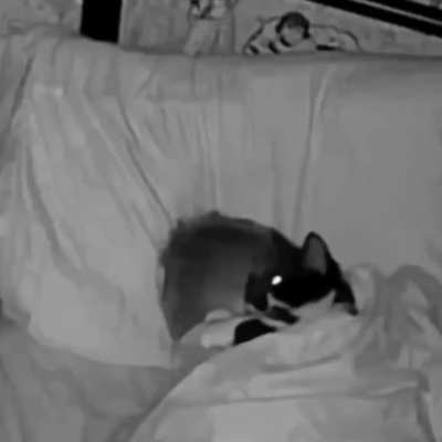 His ass is a teddy bear