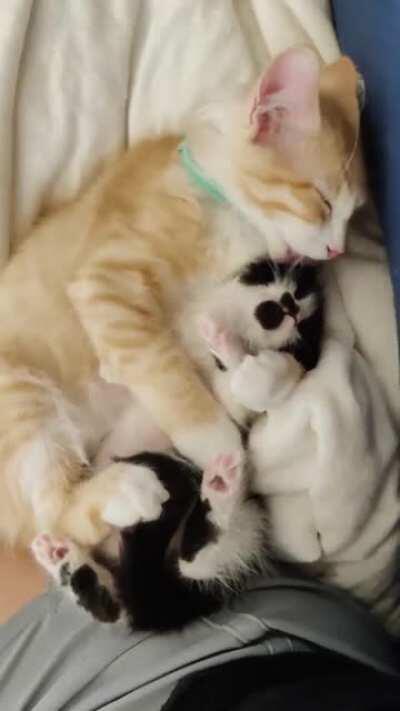 Tiny orange clean freak