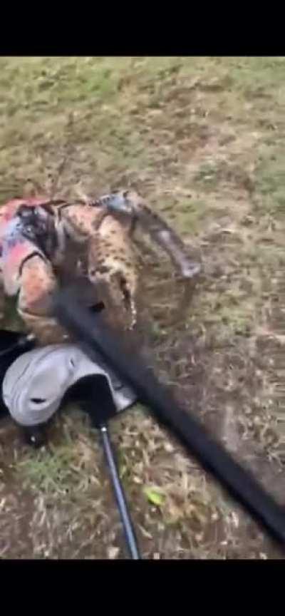 Giant Coconut crab breaks golf clubs