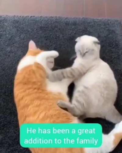 Heartwarming friendship