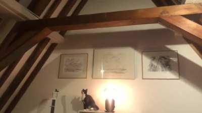 My cat Blackberry has done this before but my friends told me it was really impressive and I should share..