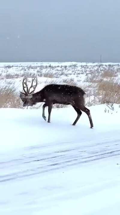 Guess he was the winner.