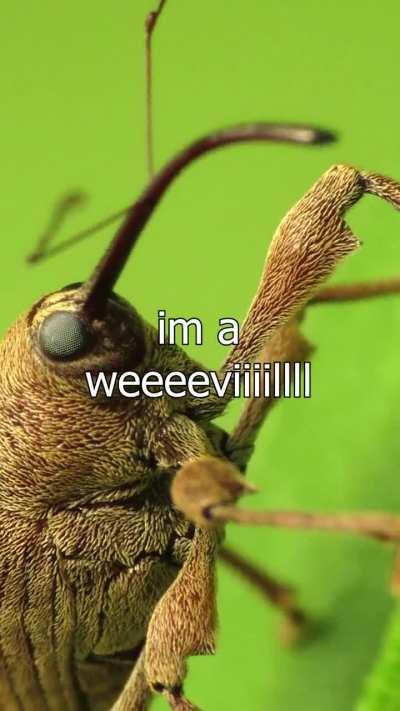 made this video just for yall