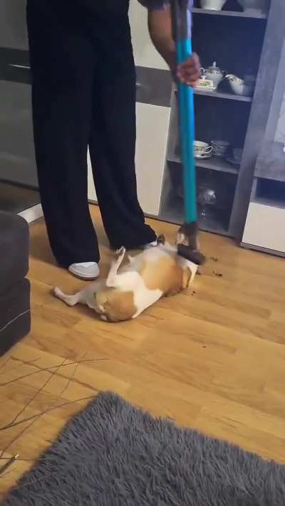 Not all dogs are afraid of the vacuum cleaner
