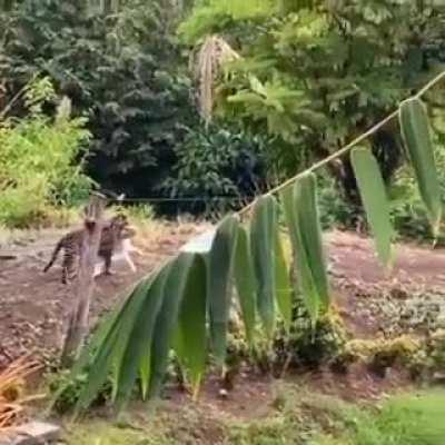 Ocelot dragging off a domestic cat that it killed