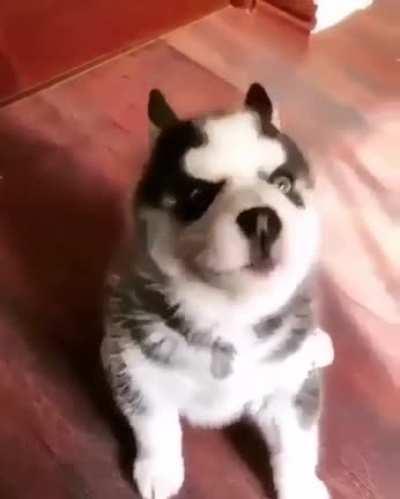 A tiring day at work, just seeing this little guy makes all the fatigue disappear