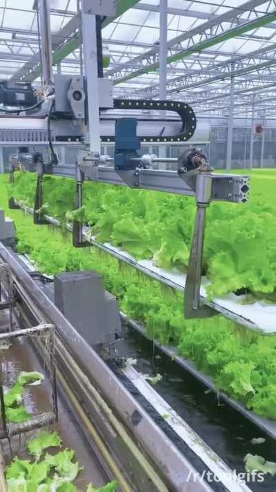Hydroponic lettuce farm