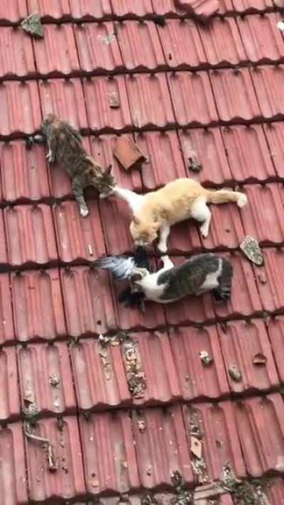 Коты и птичка