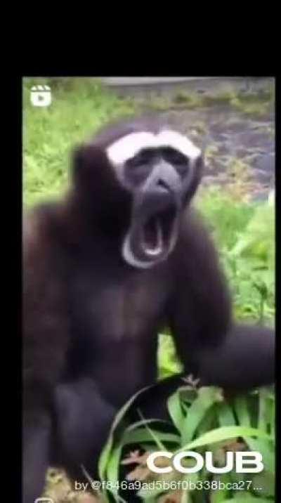 Рождение певца фальцетом