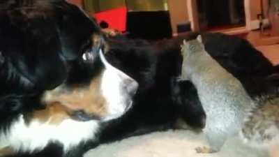 Squirrel trying to hide some nuts in a dog