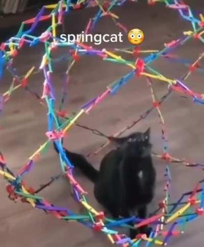 springcat 