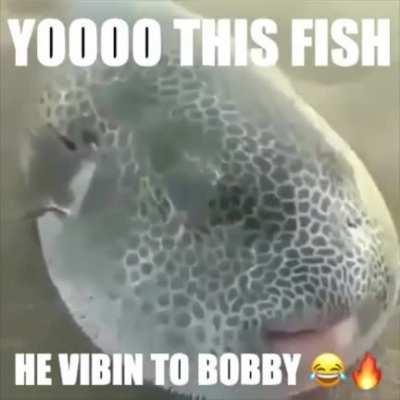 hot 🔥nibba 🗿fish 🐡
