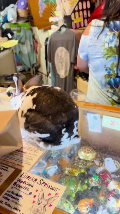 A rabbit working as a cashier