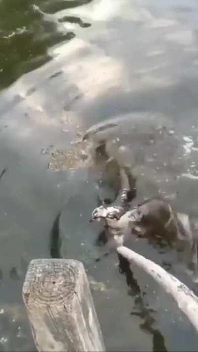 Man rescues osprey from drowning