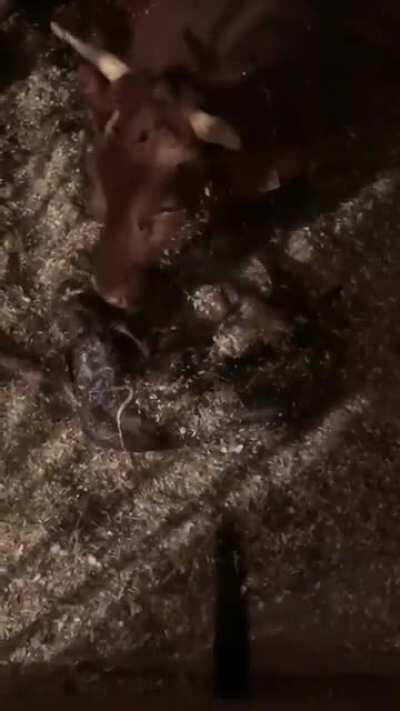 Happy cow momma for y’all