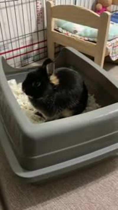 Pls enjoy this video of my baby calmly munching on her hay 🥺