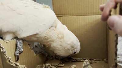 Screm Goblin and her cardboard box