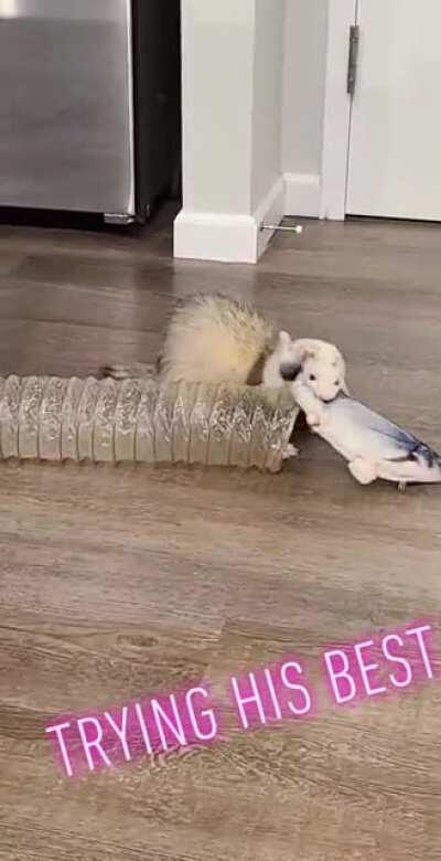 I thought you all might enjoy this one. He's persistent if anything!