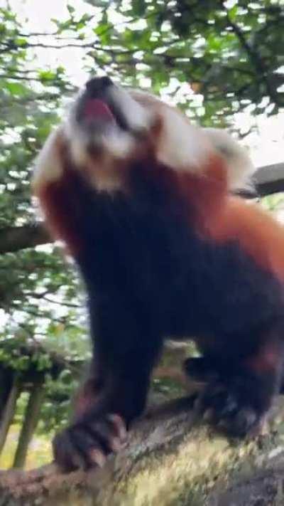 What is the name of this animal? 