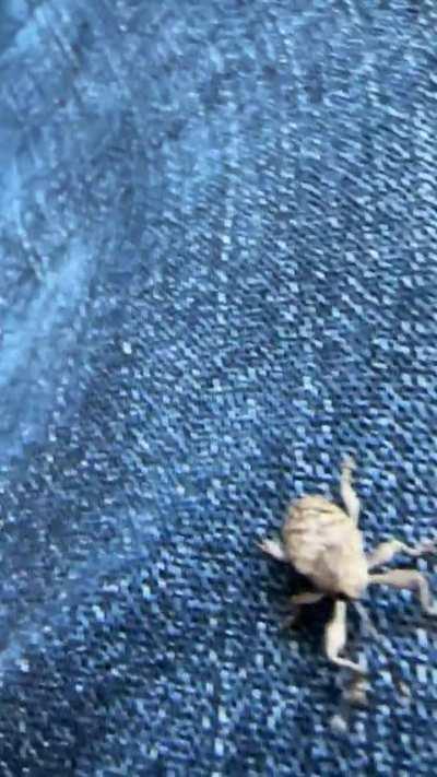 Which weevil is this? (DFW, Texas)