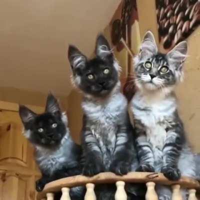 Curious Maine Coon Kittens