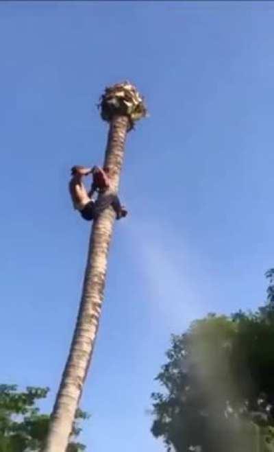 Cutting a palm tree