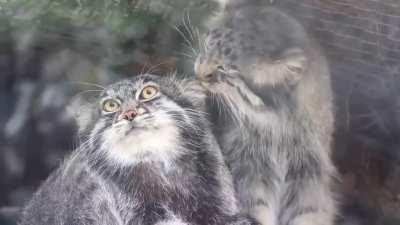 Az cleans her Husband Nar