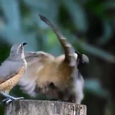 The ol' razzle dazzle